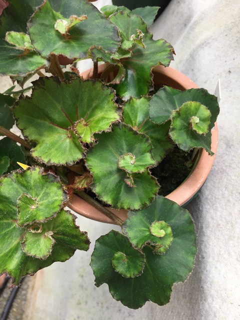 B. ‘Angel Eye’
